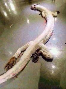 龙伯伯吃瓜,一场与甜蜜瓜果的邂逅