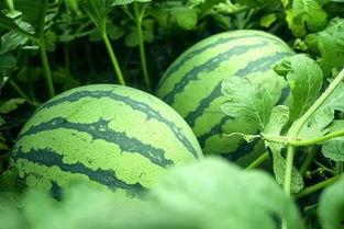 梦到田地里吃瓜,田地瓜香，揭秘潜意识中的田园生活向往