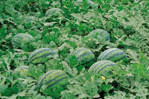 田间吃瓜拍照图片真实