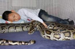 男人与蛇吃瓜,男人与蛇的神秘食瓜之谜