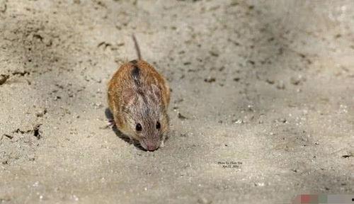 老鼠吃瓜篓吗,揭秘小动物的特殊喜好