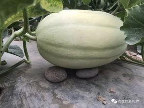 老滕吃瓜中,揭秘娱乐圈幕后故事