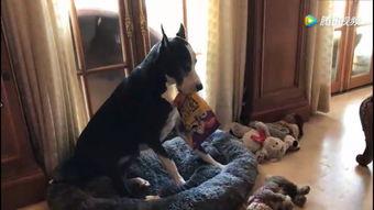 心机狗吃瓜视频,揭秘心机狗吃瓜背后的真相与笑料