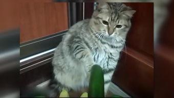 吃瓜猫小妹,揭秘娱乐圈那些不为人知的幕后故事