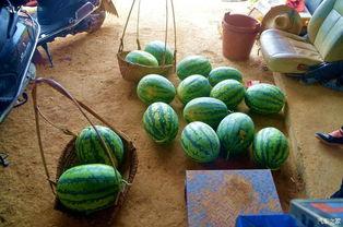 瓜田吃瓜的,揭秘网络热词背后的趣味与哲理