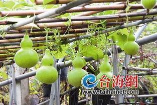 咳嗽可以吃葫芦瓜,缓解咳嗽的天然良药