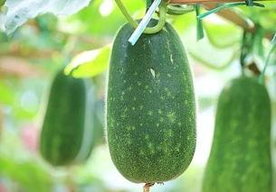 热拉吃瓜,揭秘娱乐圈的甜蜜与苦涩