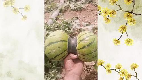 吹头瓜怎么吃,解锁美味新体验