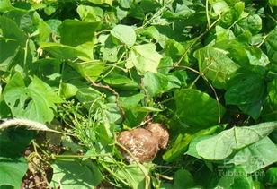 瓜叶怎么样吃,解锁清新口感的多重吃法