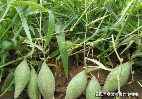 角瓜熟了怎么吃,多样美味吃法大揭秘