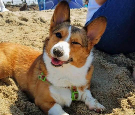 宠物院吃瓜,萌宠趣事大盘点