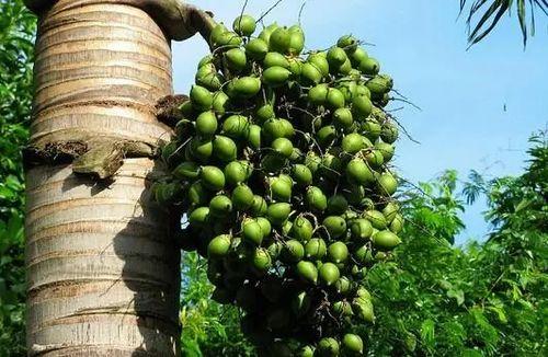 善堂阳光花园吃瓜,揭秘吃瓜群众的欢乐盛宴