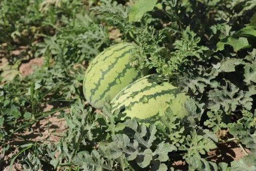 呼呼zy吃瓜,揭秘娱乐圈幕后真相