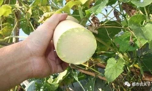 直播吃砍瓜,挑战者现场吃砍瓜，惊险刺激引网友热议