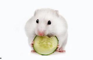仓鼠吃不吃小瓜,揭秘仓鼠的饮食偏好