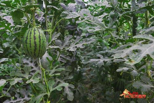 神州吃瓜,揭秘娱乐圈幕后故事
