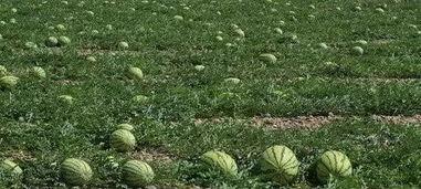 吃农村瓜地的瓜,探寻农村瓜地里的甜蜜秘密