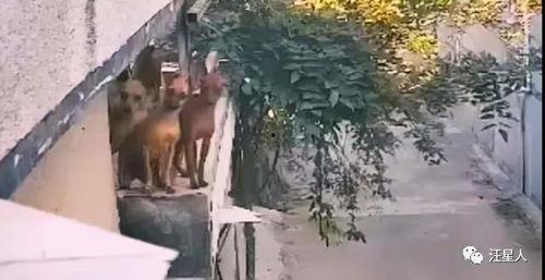 爬墙吃瓜看热闹,揭秘网络围观背后的心理奥秘