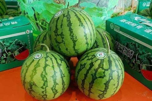 菏泽吃瓜新事件,揭秘背后真相与网络热议