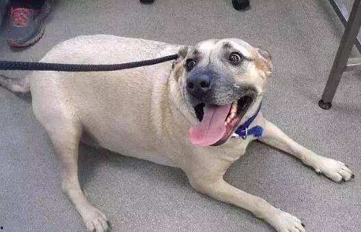 吃瓜狗和猪,吃瓜狗与猪的跨界奇遇记