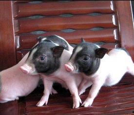 小香猪宠物吃瓜