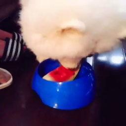 katrina 吃瓜,瓜田里的“瓜王”传奇