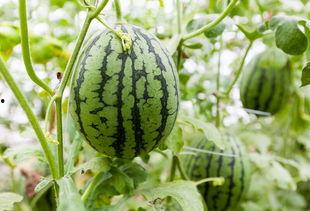 夏天吃瓜湿气重