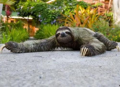 树懒在荒岛综艺吃瓜,趣味横生综艺瞬间