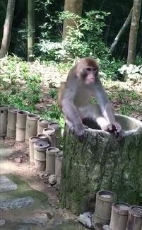 喂猴子吃榴莲吃瓜看电影,榴莲瓜影，共享欢乐时光