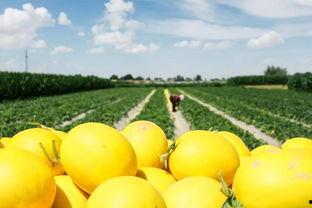 民勤蜜瓜节吃瓜比赛视频,瓜王争霸，甜蜜狂欢盛宴