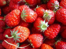 草莓瓜可以吃吗