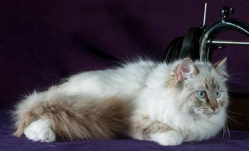 德国猫舍吃瓜,揭秘猫咪美食界的“吃瓜”风云