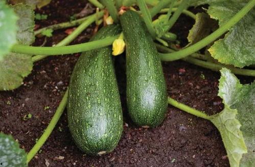 吃蜜瓜后吃中药行吗