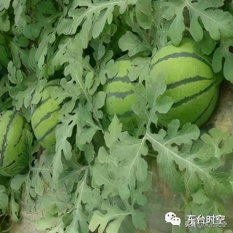 大logo带你吃瓜,带你畅游瓜界美食盛宴