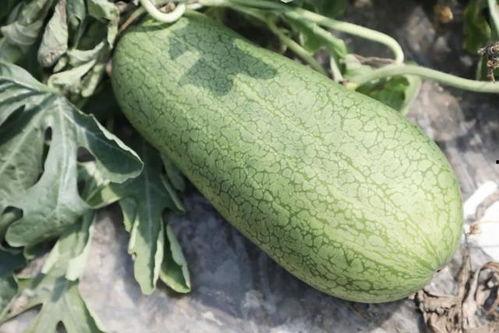 哪个季节吃瓜,尽享清凉瓜果盛宴