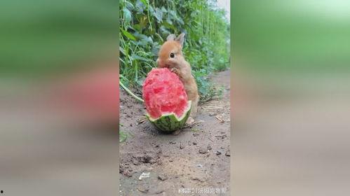 甜子兔吃瓜,甜子兔的瓜界探险记