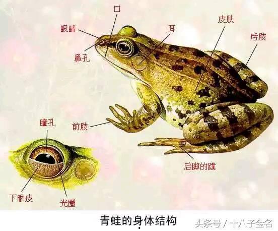 扮成青蛙吃瓜