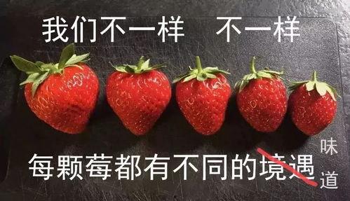 开心小草莓吃瓜,开心小草莓的甜蜜瓜界冒险之旅